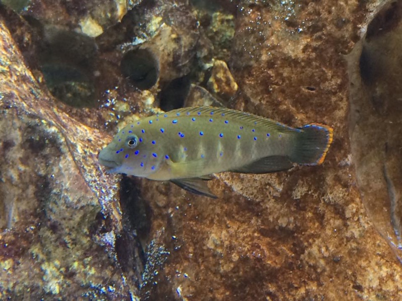 Eretmodus cyanostictus 'Kalambo Lodge'